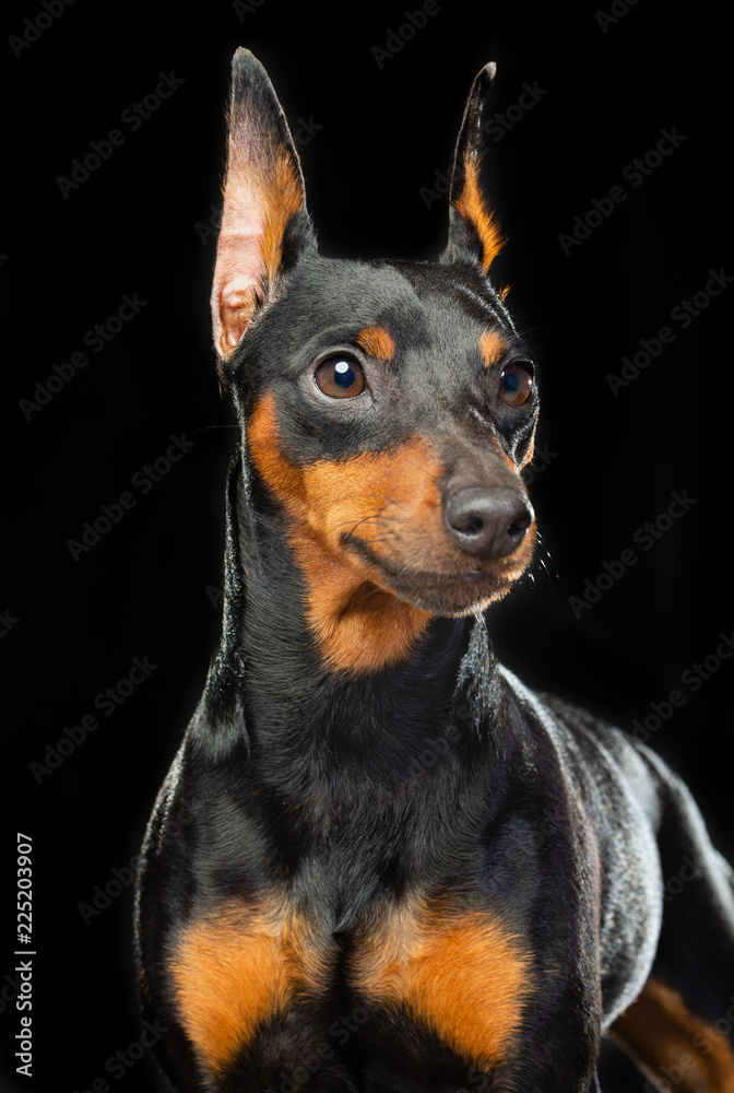 Zwergpinscher Dog  Isolated  on Black Background in studio