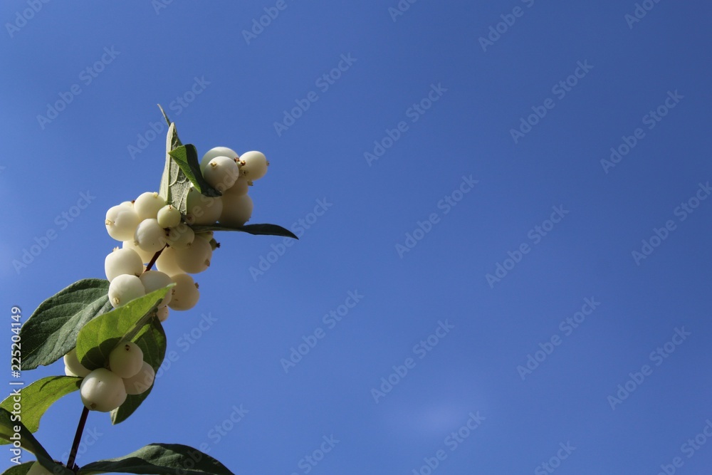 Obraz premium Schneebeeren vor blauem Sommerhimmel