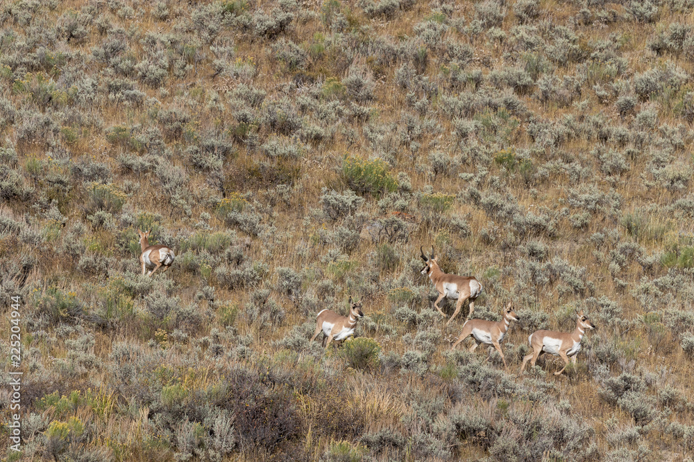 Fototapeta premium Pronghorn Antelope in the Fall Rut