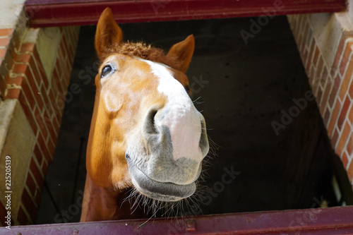 sous la tête d'un cheval photo