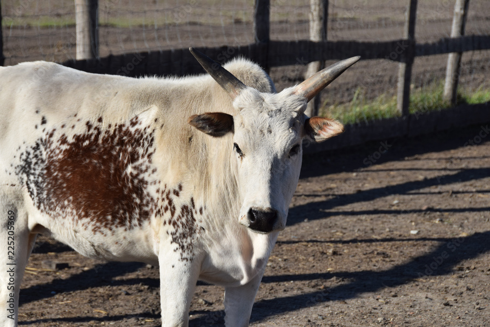 white brazilian cow with brown spots in the yard white brazilian cow with brown spots in the yard