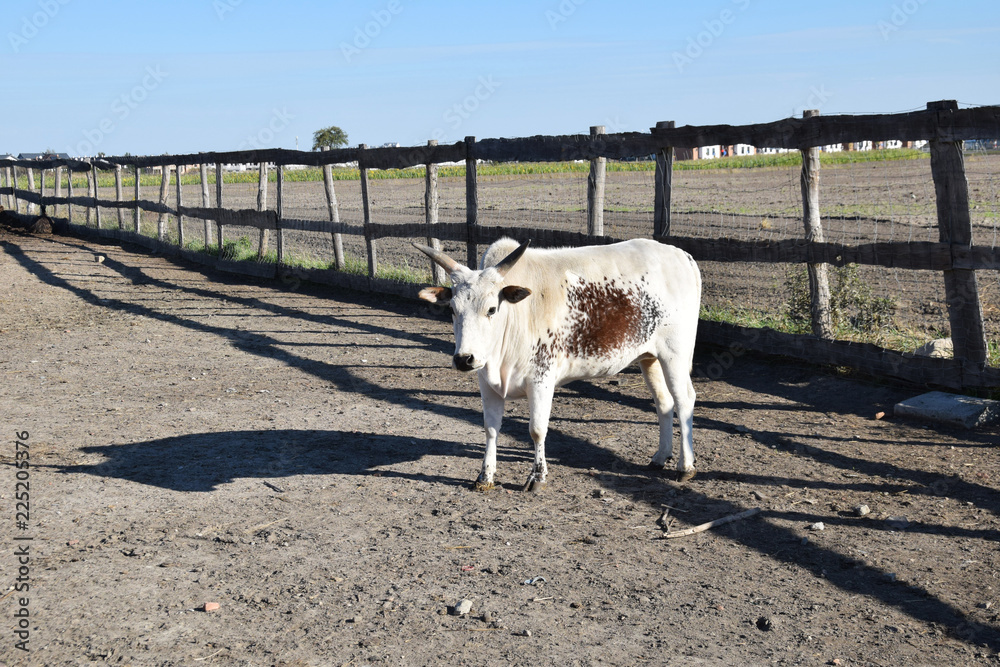 Obraz premium white brazilian cow with brown spots in the yard
