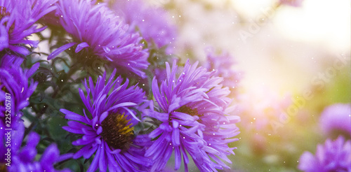 Violet flowers  autumn floral background  sunlight.