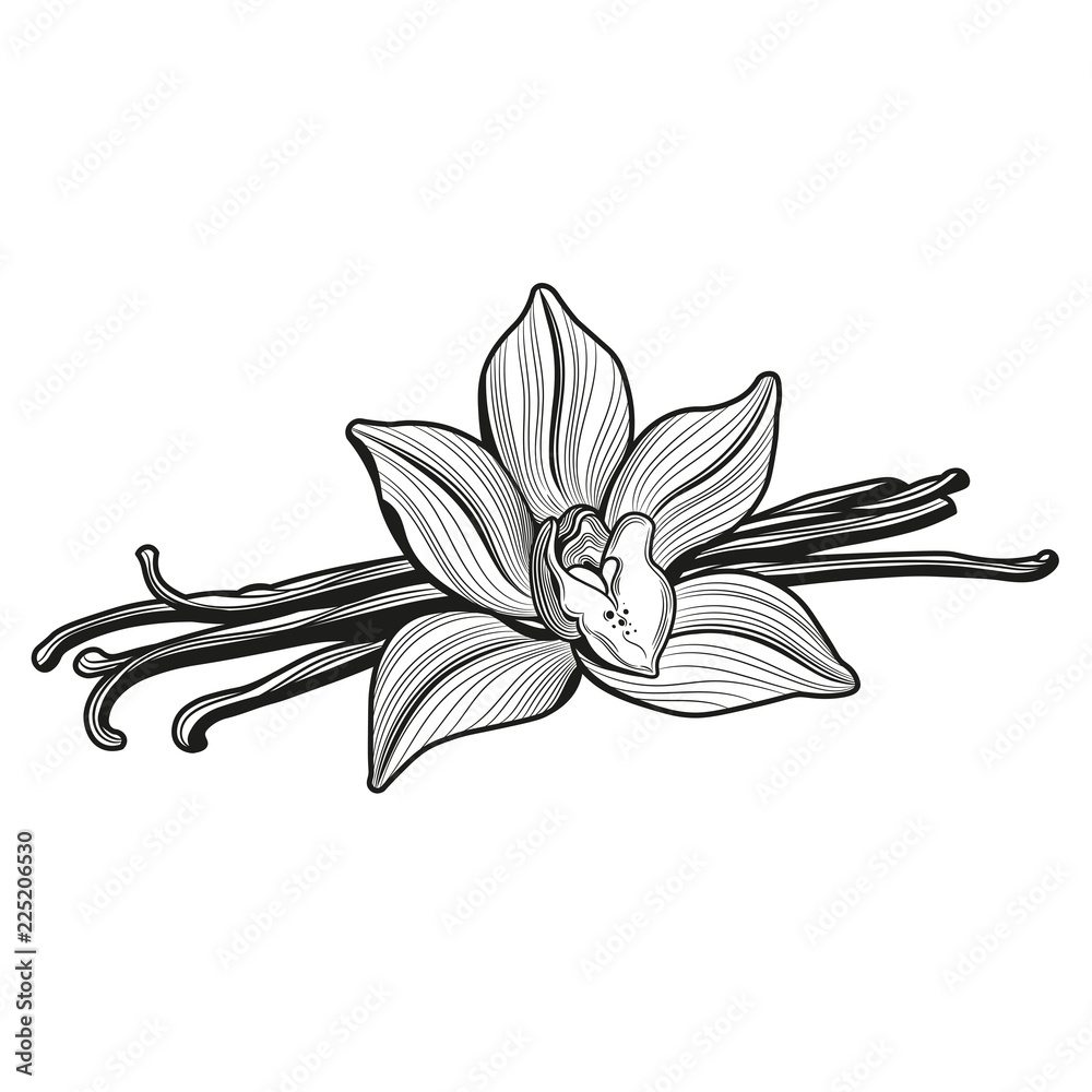 Vanilla flower and vanilla pods and vanilla flower. Vector illustration. 