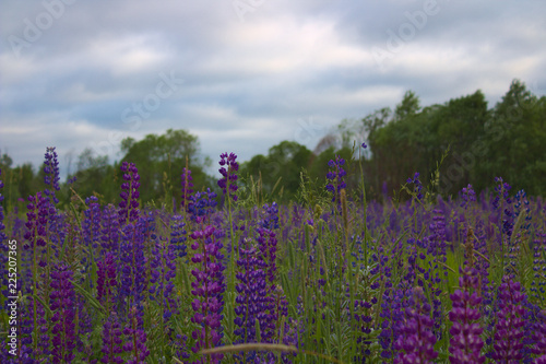  field of purple flowers