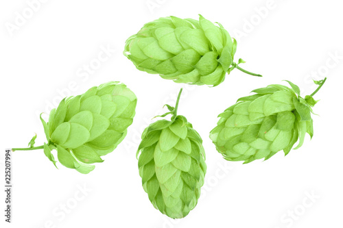 hop cones isolated on white background close-up. Top view. Flat lay pattern