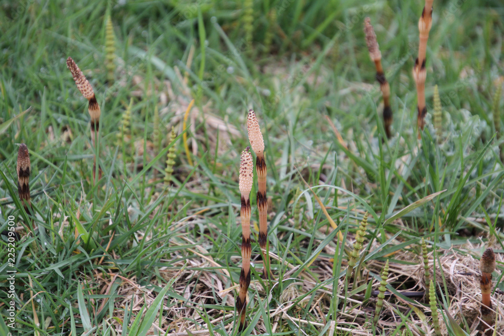 Horsetail plant growing on the side of a trail in among the grass.