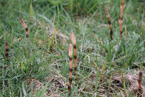 Horsetail plant growing on the side of a trail in among the grass.