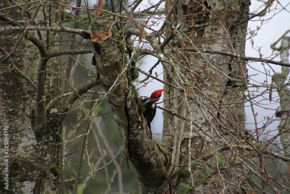 A pileated woodpecker looking for food on a tree branch.