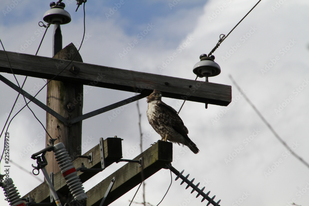 A red tailed hawk perched on top of a power pole on a clear sunny day.