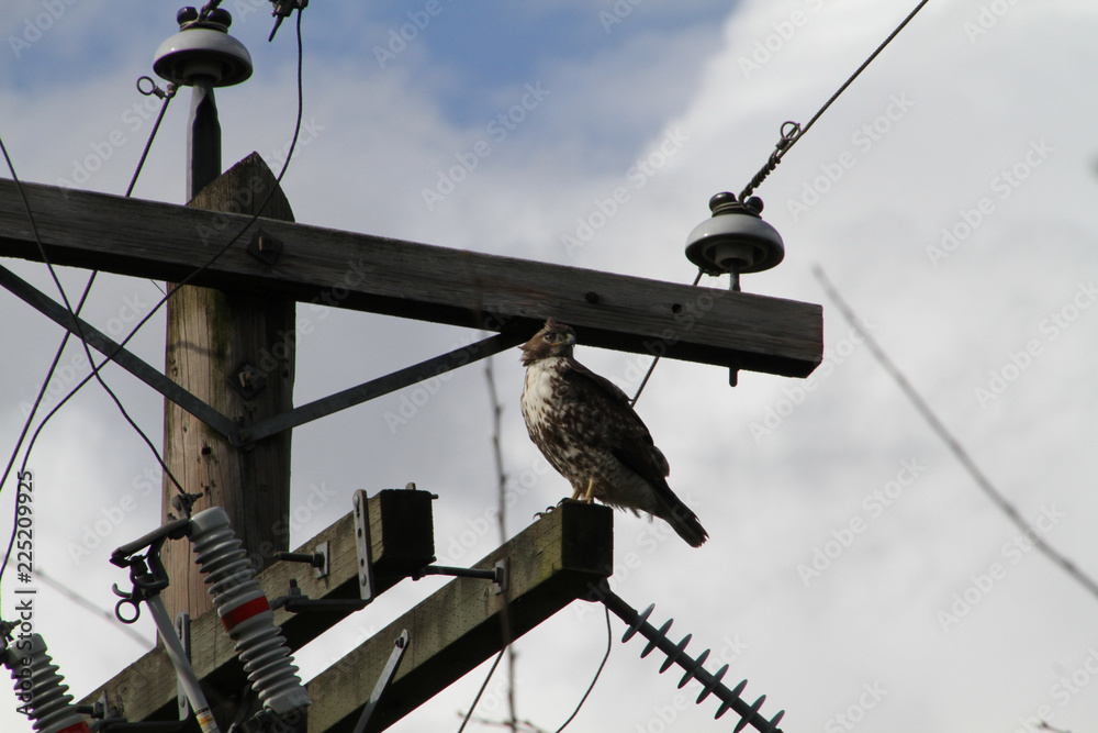 A red tailed hawk perched on top of a power pole on a clear sunny day. A red tailed hawk perched on top of a power pole on a clear sunny day.
