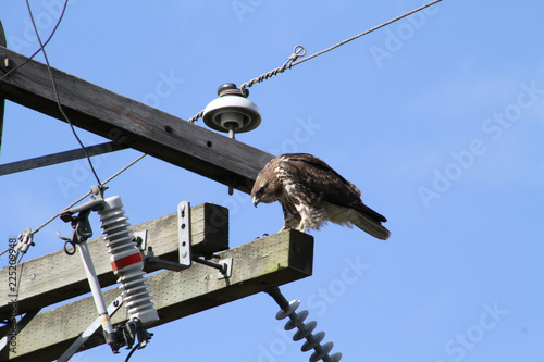 Photos A red tailed hawk perched on top of a power pole on a clear sunny day