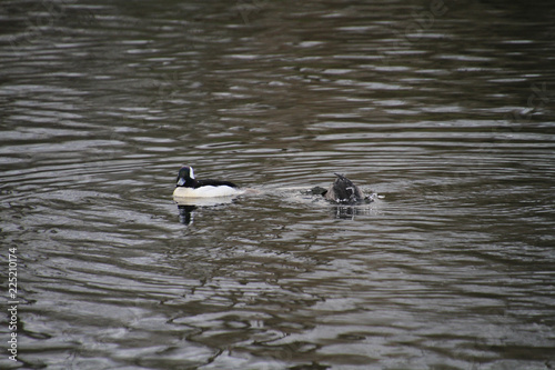Two Buffleheads swimming in a small lake.