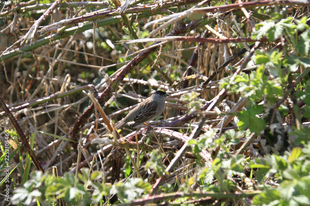 A golden crowned sparrow perched on a blackberry vine