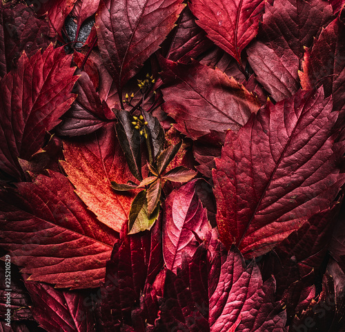 Fotografia, Obraz Dark red autumn leaves background, top view. Fall color concept