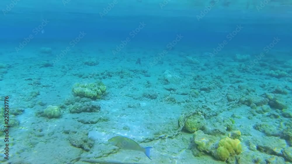Closeup view of plenty colorful fish swimming underwater in Red sea in Egypt. Real time full hd video footage. Closeup view of plenty colorful fish swimming underwater in Red sea in Egypt. Real time full hd video footage.
