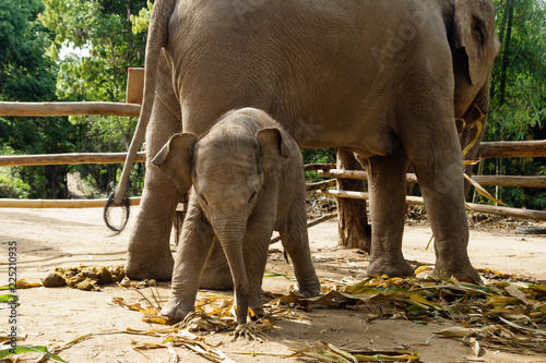Funny two-month-old baby elephant with its mother. Chiang Mai province, Thailand.
