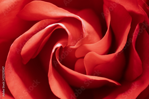 Abstract background from a rose flower close-up.