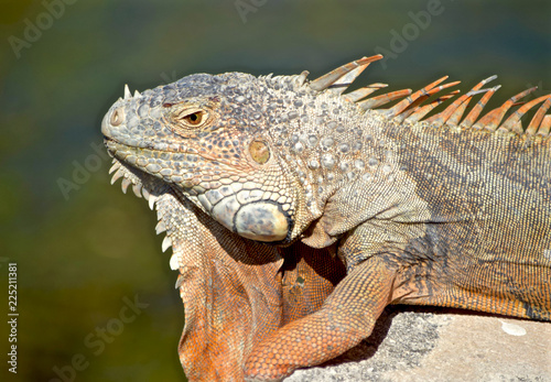 profile of iguana with orange dewlap and dorsal crests