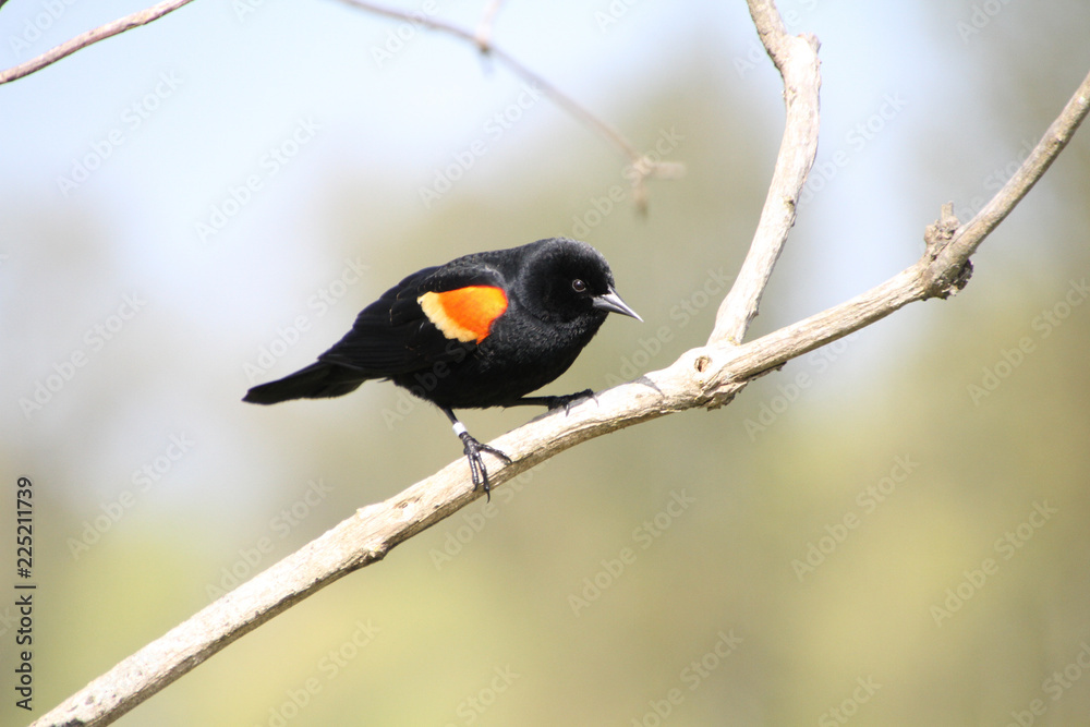 A red winged blackbird perched on a branch A red winged blackbird perched on a branch