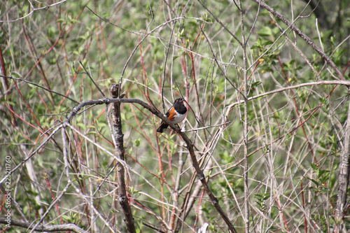 A spotted towhee on a vine photo