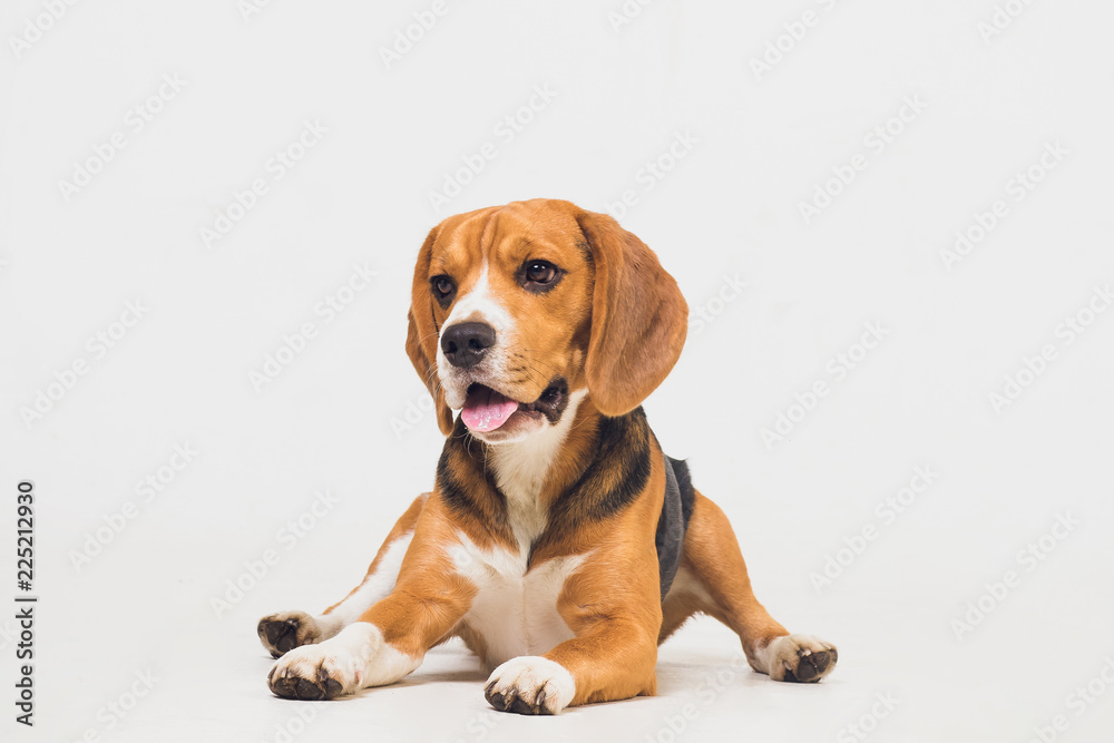 Fototapeta beautiful beagle dog isolated on white. young puppy
