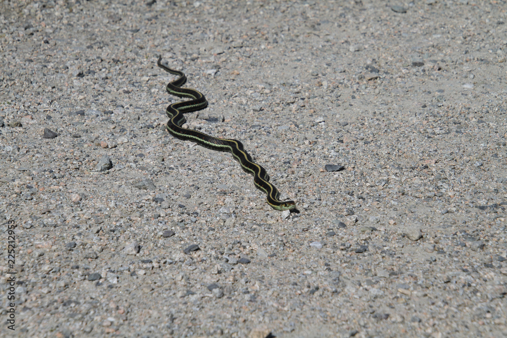 A garter snake on a fine gravel trail in the sun. A garter snake on a fine gravel trail in the sun.