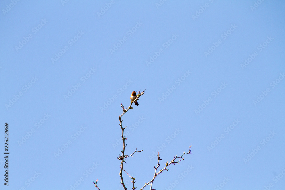 A Rufus hummingbird perched on the top most branch A Rufus hummingbird perched on the top most branch