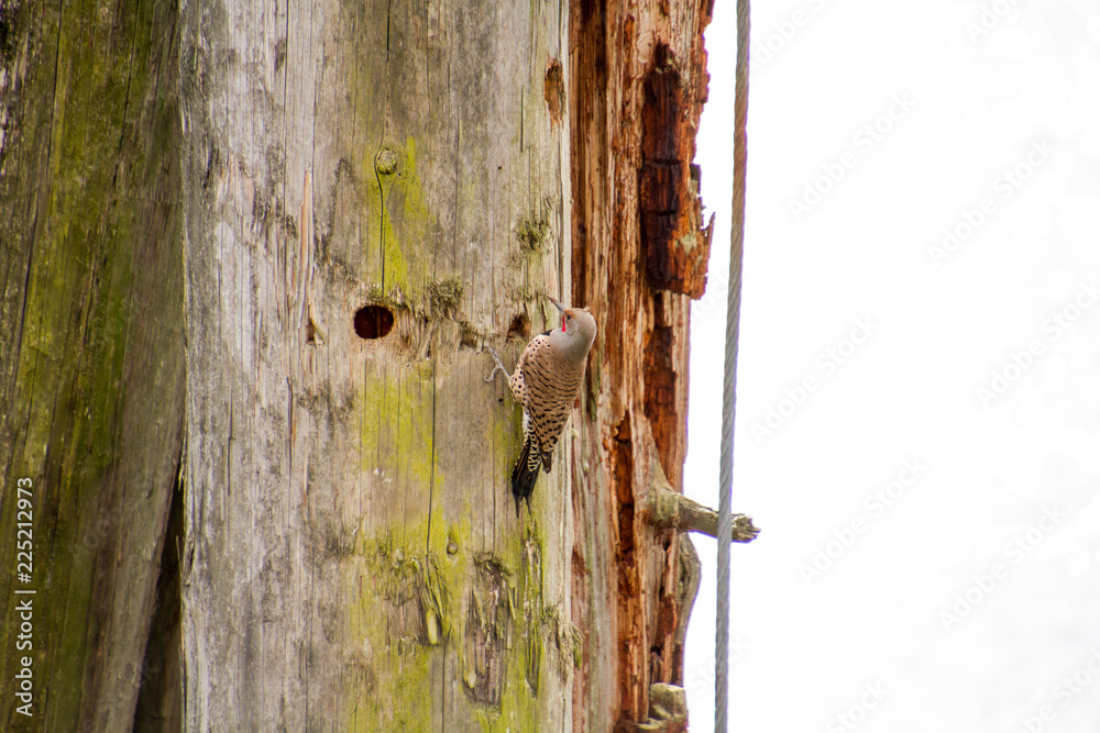 A northern flicker woodpecker hunting for insects A northern flicker woodpecker hunting for insects