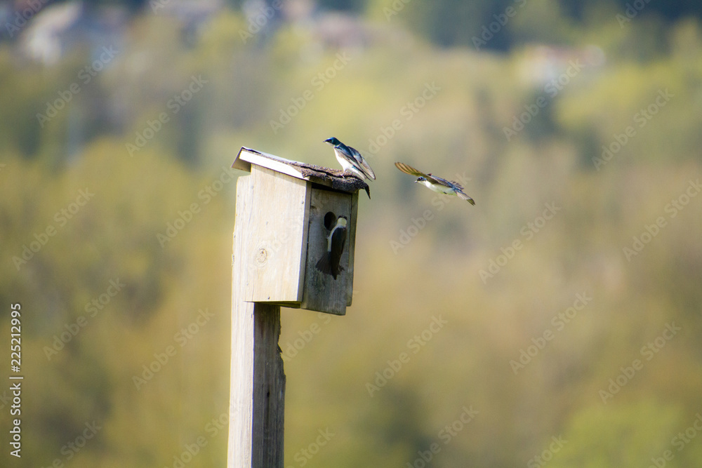A tree swallow flying around a bird house A tree swallow flying around a bird house