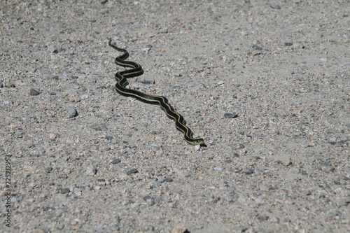 A garter snake on a fine gravel trail in the sun. photo
