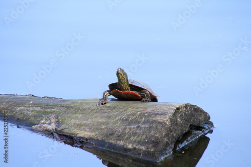 A turtle climbing unto a log