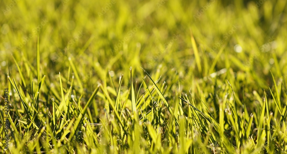 Summertime green grass for background