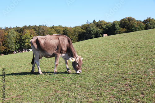 Kuh auf die Weide im freien © Dumebi