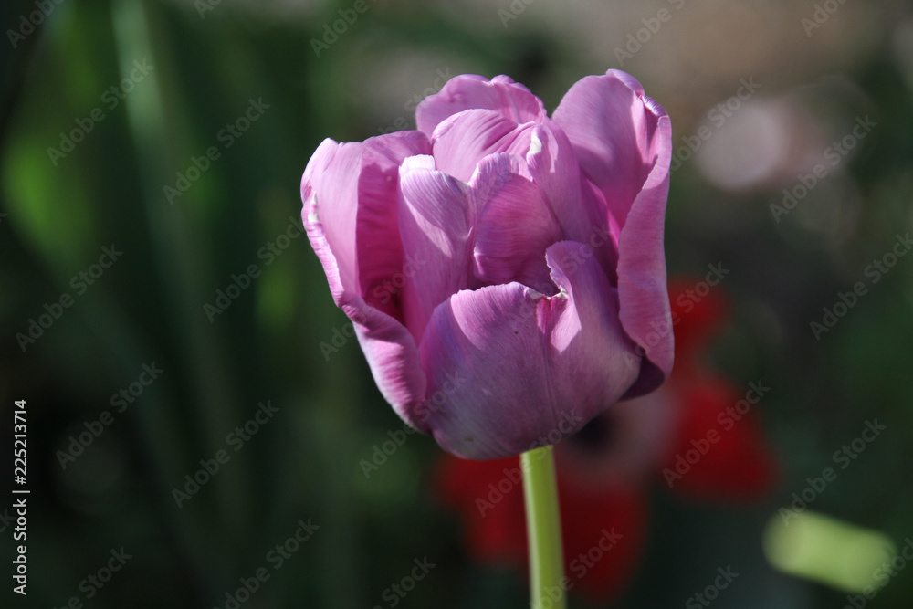 A closeup of a light purple flower