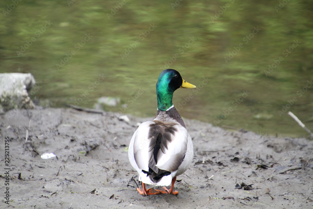 A mallard drake standing on the edge of a lake A mallard drake standing on the edge of a lake