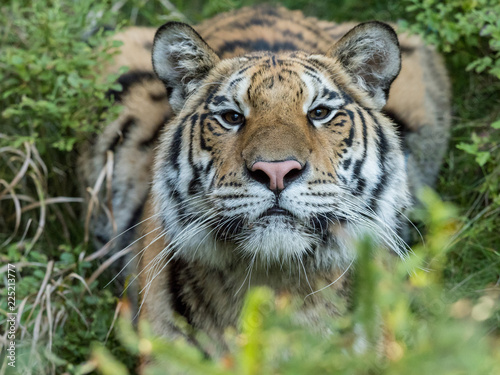 Tiger portrait. Hunt the prey in tajga in summer time. Tiger in wild summer nature. Action wildlife scene, danger animal. © murmakova