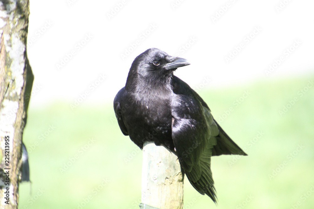 Obraz premium A close up of a crow sunning on a post
