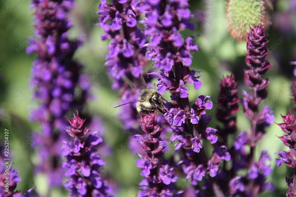 A bee pollinating a english lavender plant A bee pollinating a english lavender plant