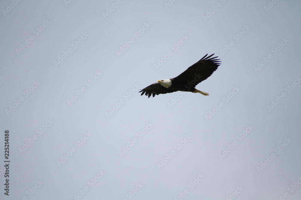 A bald eagle flying in a blue cloudless sky A bald eagle flying in a blue cloudless sky
