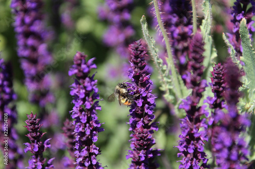 A bee pollinating a english lavender plant