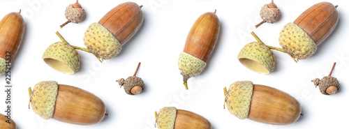 banner acorns of an oak on a white background photo