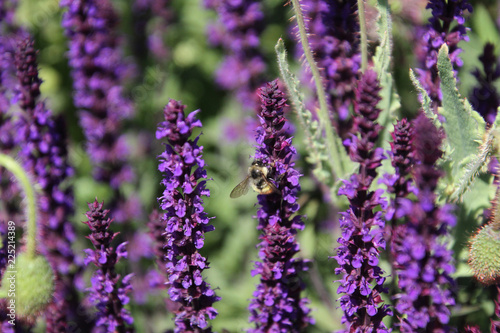 A closeup of a bee pollinating a purple lavender flower