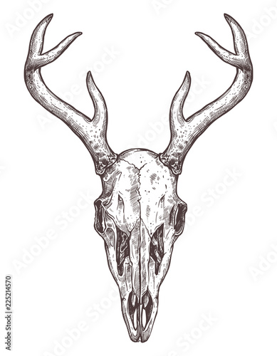 Sketch Of Deer Skull. Boho Hand Drawn Illustration