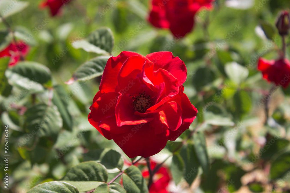 Rose red Rose red
