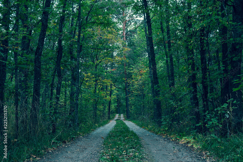 Fototapeta premium Road through the September forest.