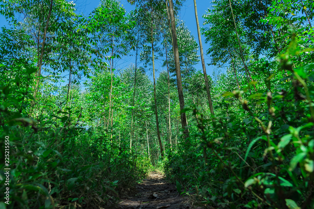 eucalyptus forest in Uganda