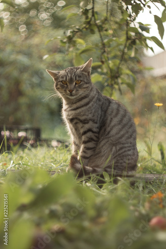 Wallpaper Mural emotional grey cat of British breed Torontodigital.ca