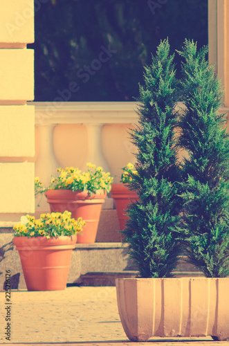 Coniferous ornamental plant in a flower pot for street decoration. Tinted photo.