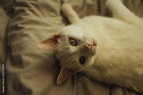 White cat looking up from bed